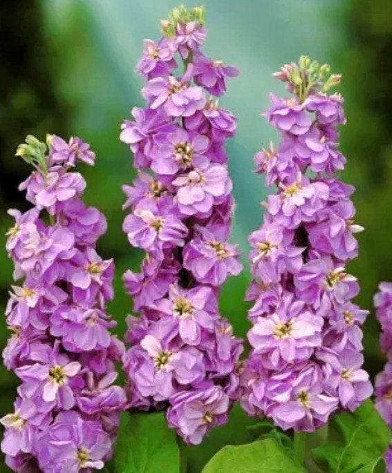 Violier ‘Lavender’ zaden - laatste 2 zakjes, Ophalen of Verzenden, Voorjaar, Volle zon, Zaad