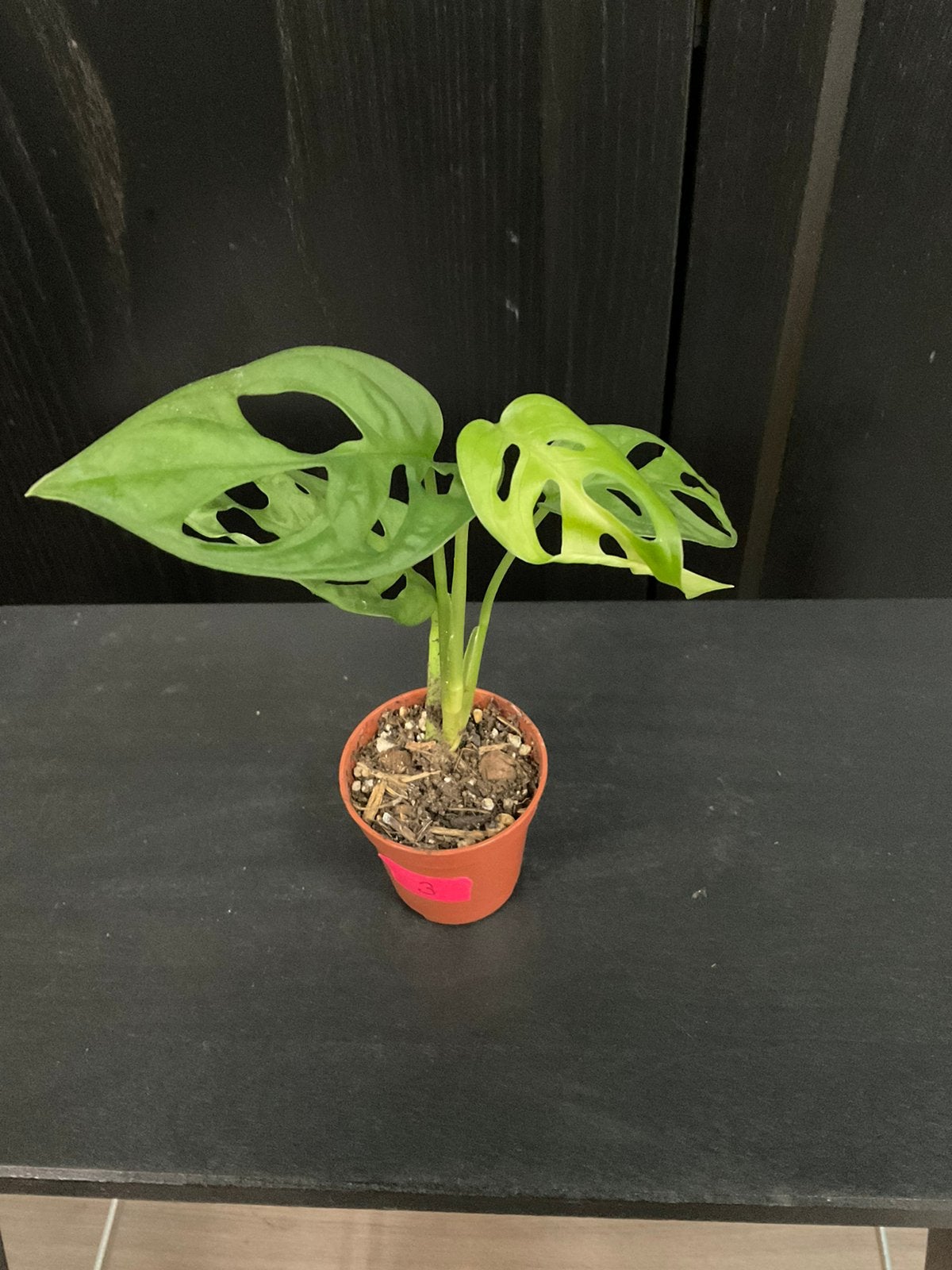 Monstera adasonii stekje 3, Ophalen, Overige soorten, Halfschaduw, Minder dan 100 cm