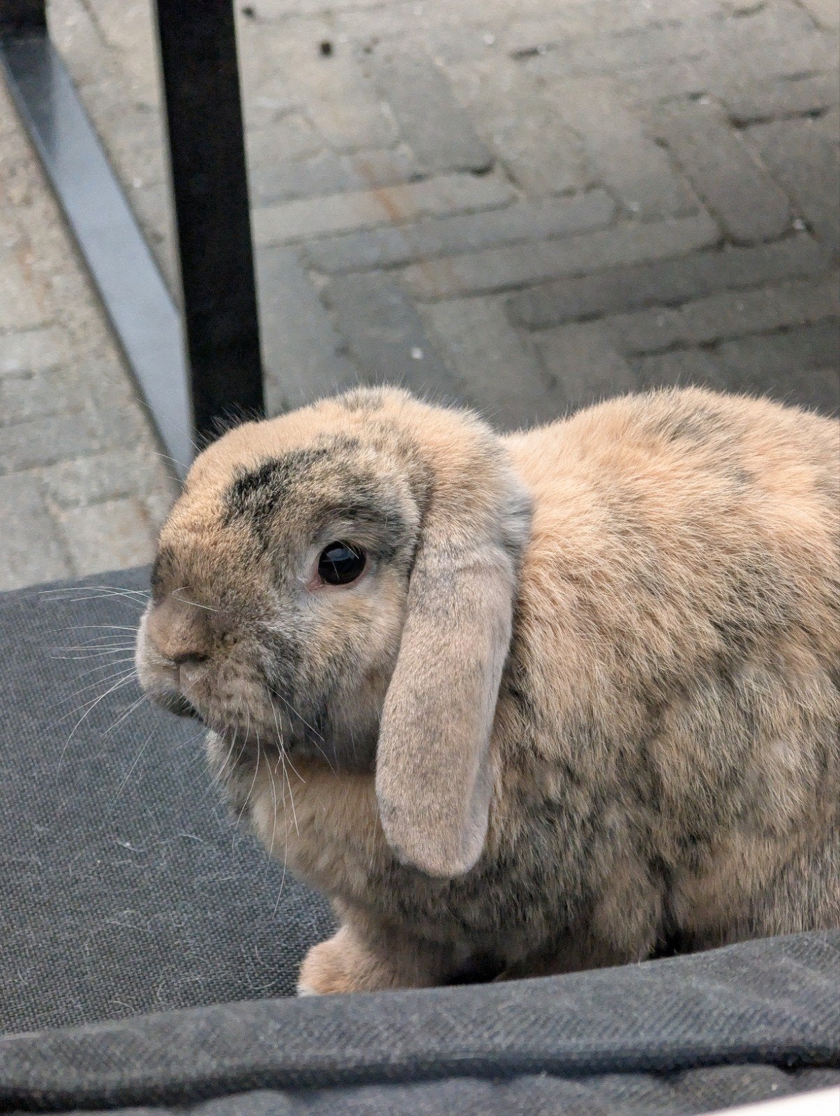 Lief hangoor konijn, Dieren en Toebehoren, Konijnen, Mannelijk, 3 tot 5 jaar, Hangoor