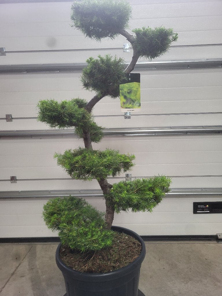 Larix kaempferi Bonsai, Bloeit niet, 100 tot 250 cm, Volle zon, In pot