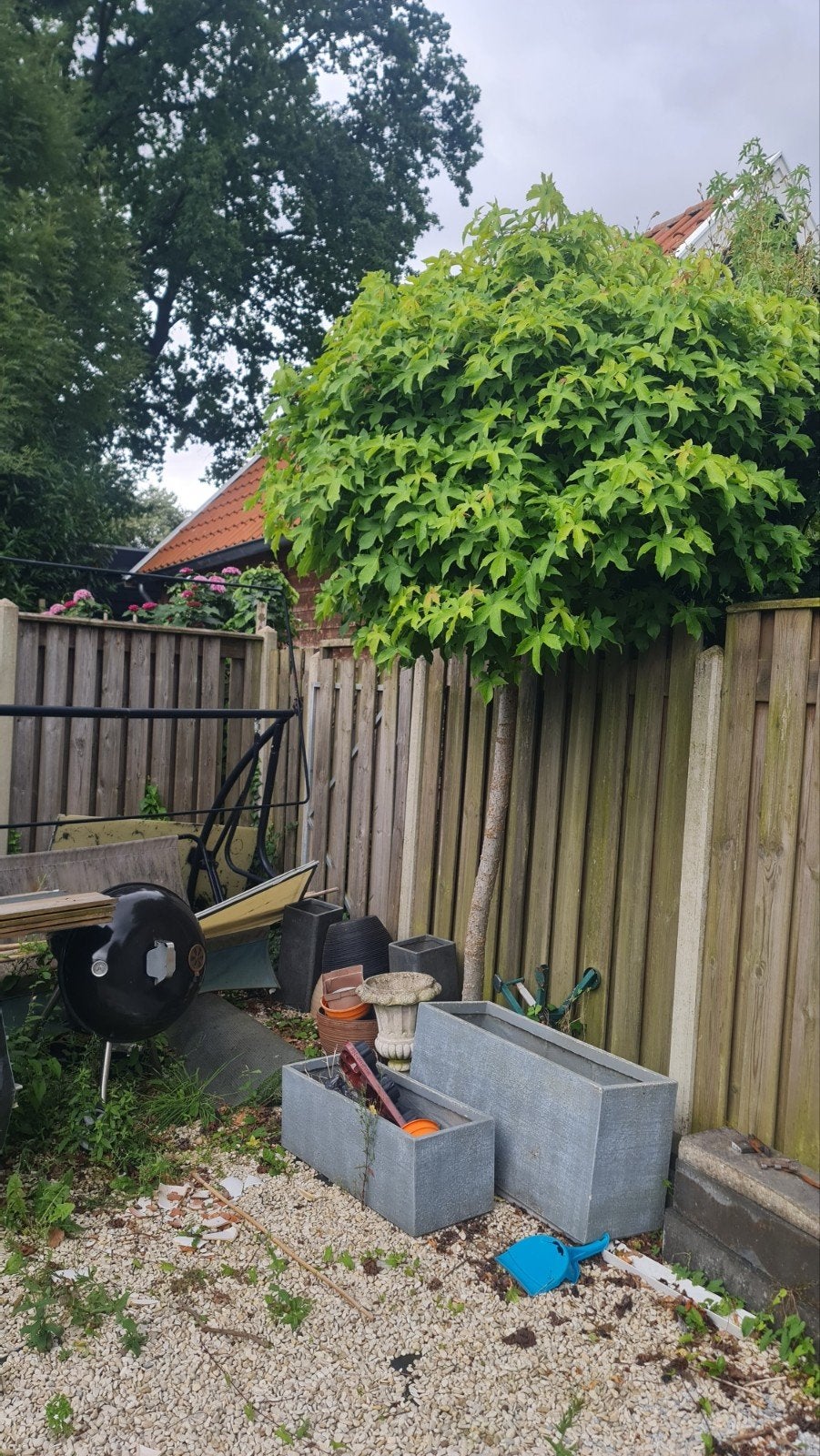 Amber bomen, Tuin en Terras, Planten | Bomen, Ophalen, Bloeit niet, Volle zon, 100 tot 250 cm