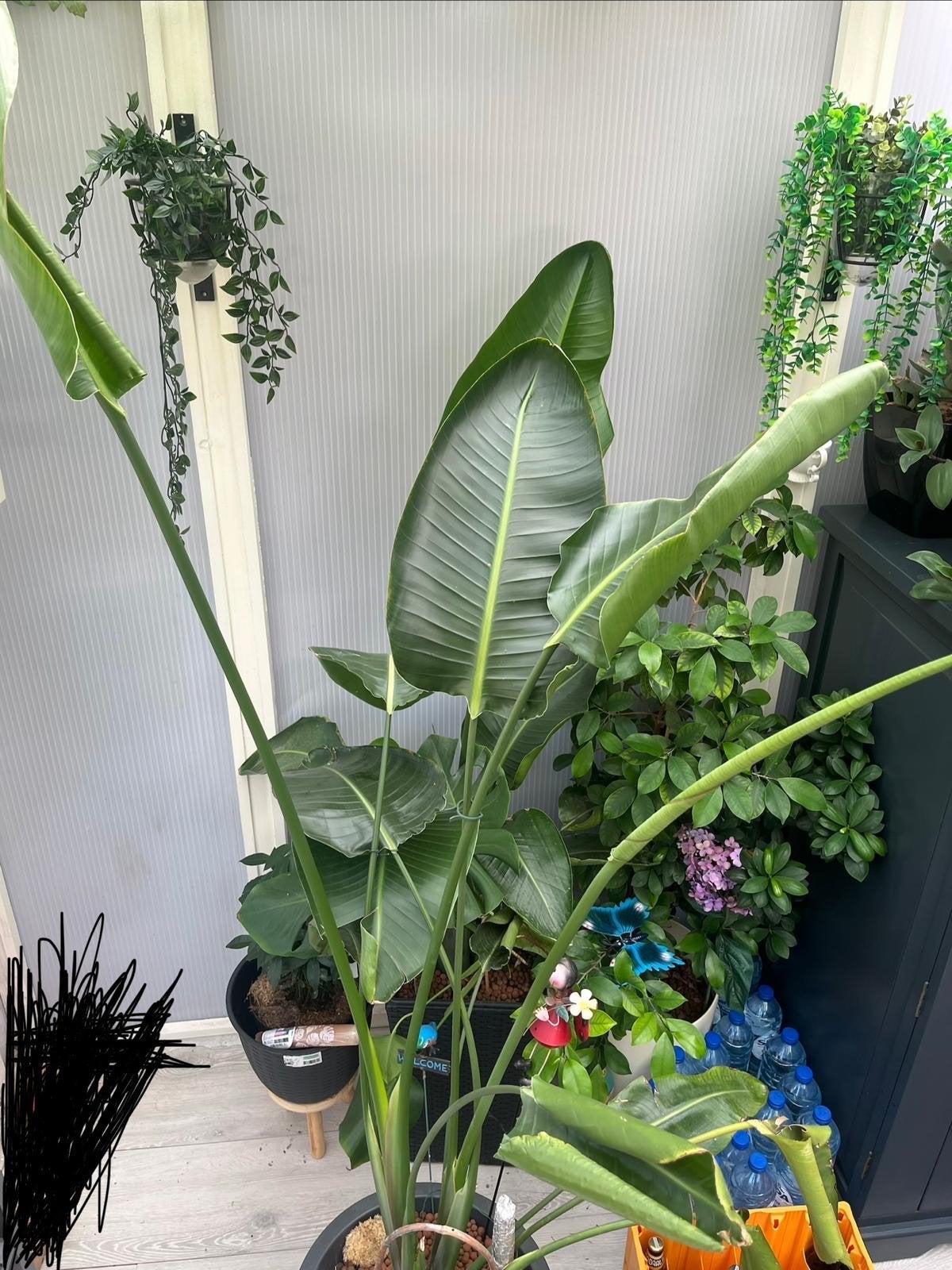 Grote kamerplant van 210 cm hoog, Huis en Inrichting, Kamerplanten, Ophalen, 200 cm of meer, Overige soorten, Halfschaduw