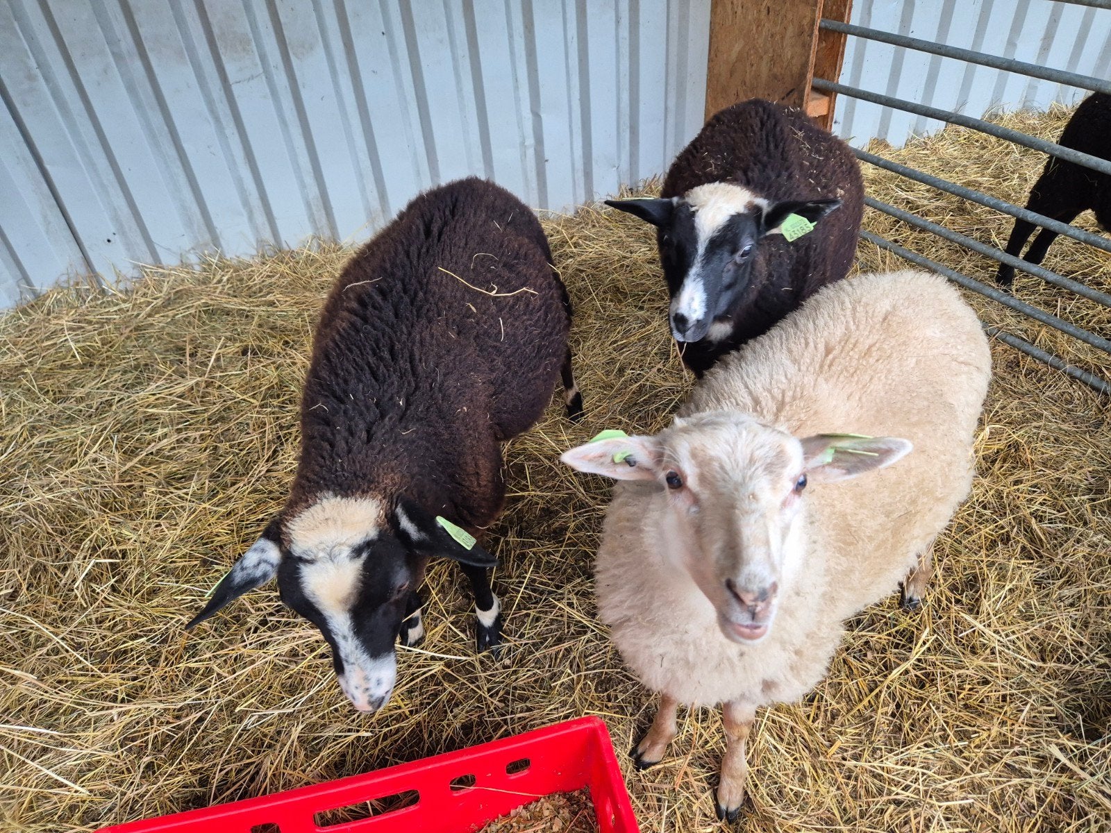 3 jonge rammen en 2 ooien te koop, Vrouwelijk, Schaap