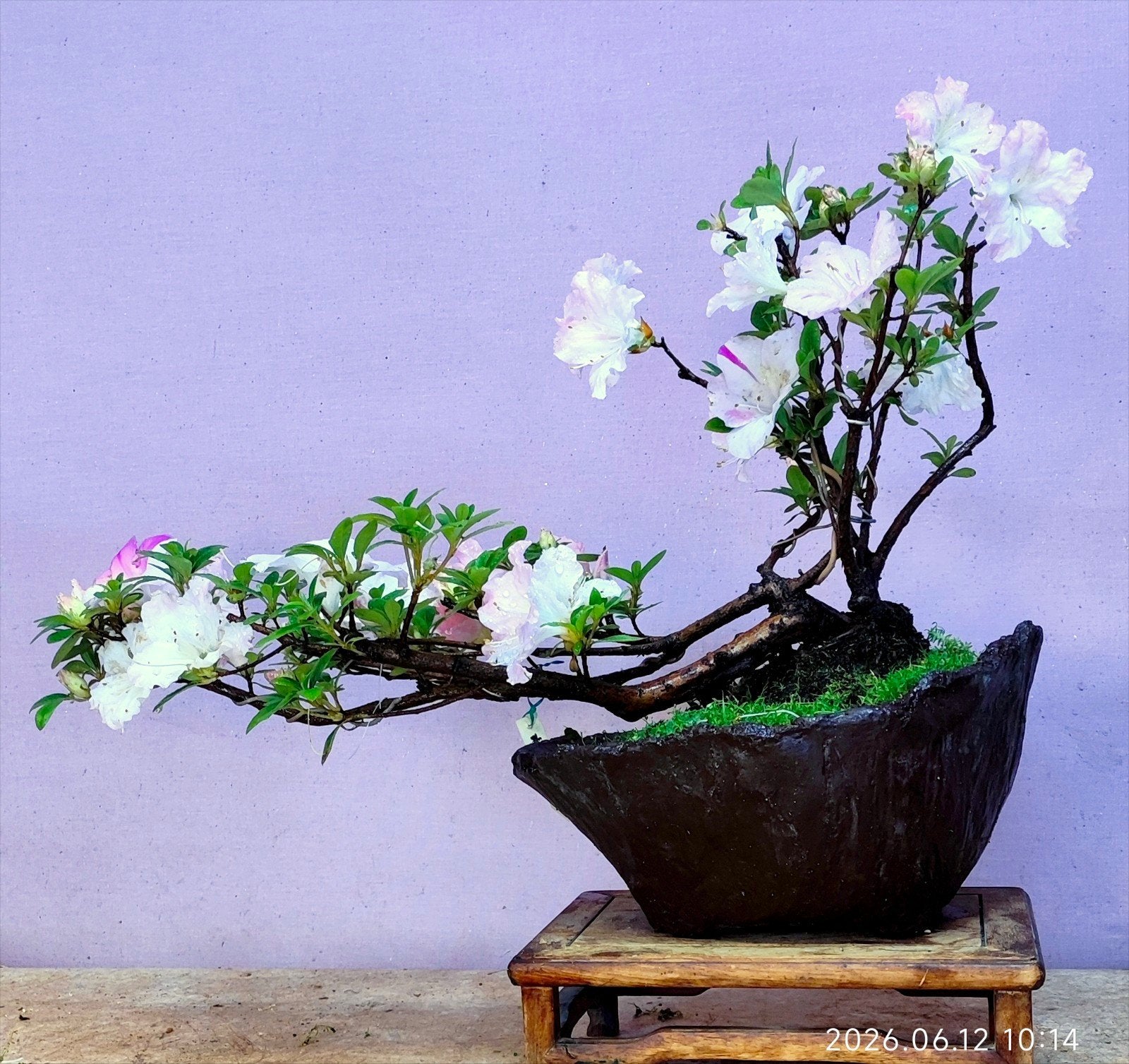 Te koop: Een bonsai Japanse azalea genaamd "Gunrei", Bloeit niet, Halfschaduw, Minder dan 100 cm, Overige soorten
