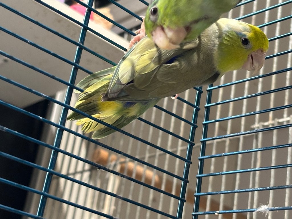 3x Forpus coelestis (evt. met nette kooi), Dieren en Toebehoren, Vogels | Parkieten en Papegaaien, Meerdere dieren, Papegaai