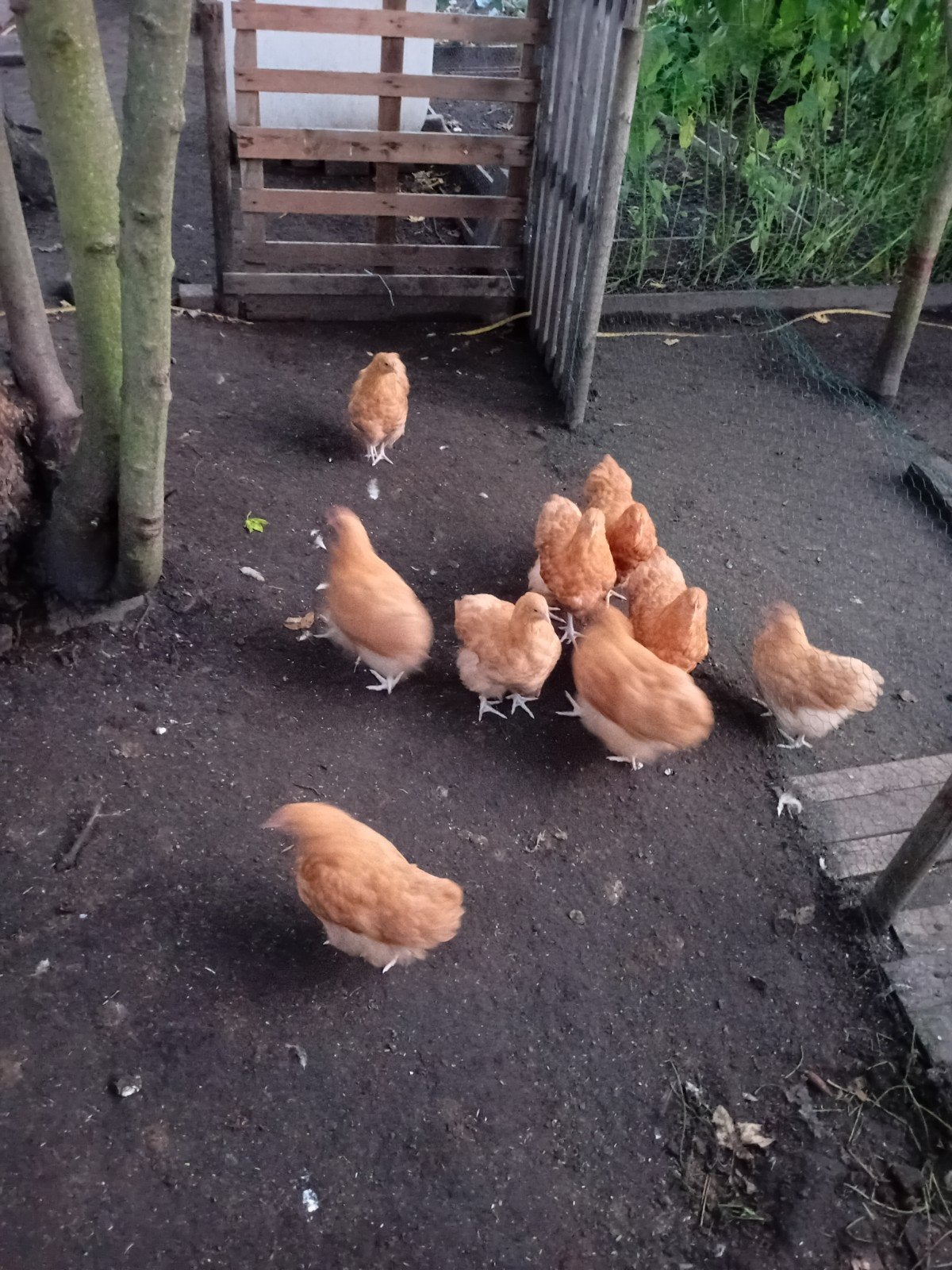 orpington groot buff hennen, Dieren en Toebehoren, Vrouwelijk, Kip