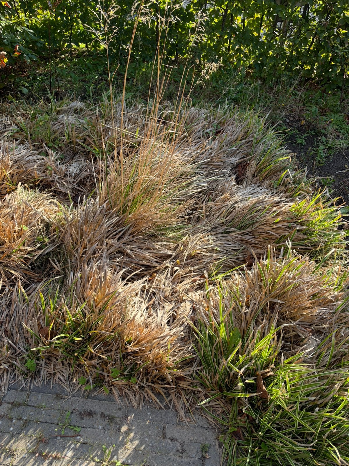 GRATIS AFHALEN grassen, bomen en planten, Ophalen, Overige soorten, Volle zon