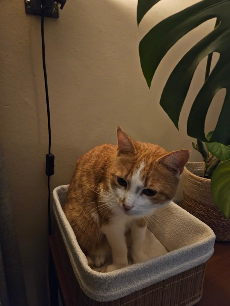 Rode poes, Dieren en Toebehoren, Katten en Kittens | Overige Katten, Poes