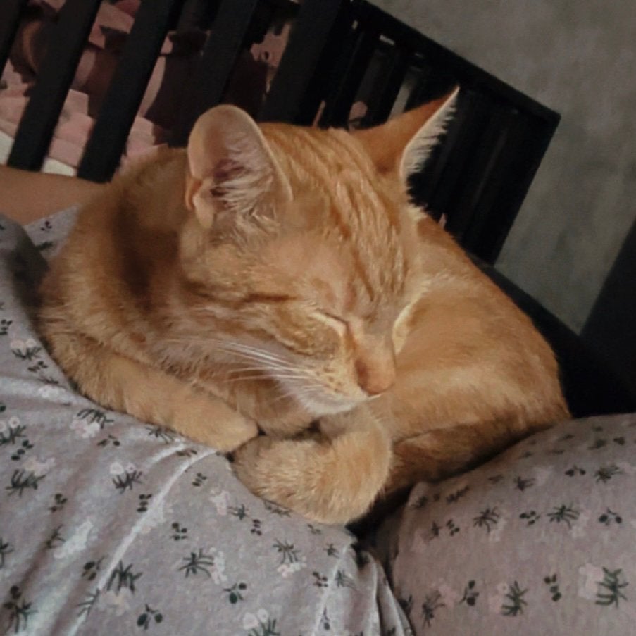 Lieve rode kater, Kater