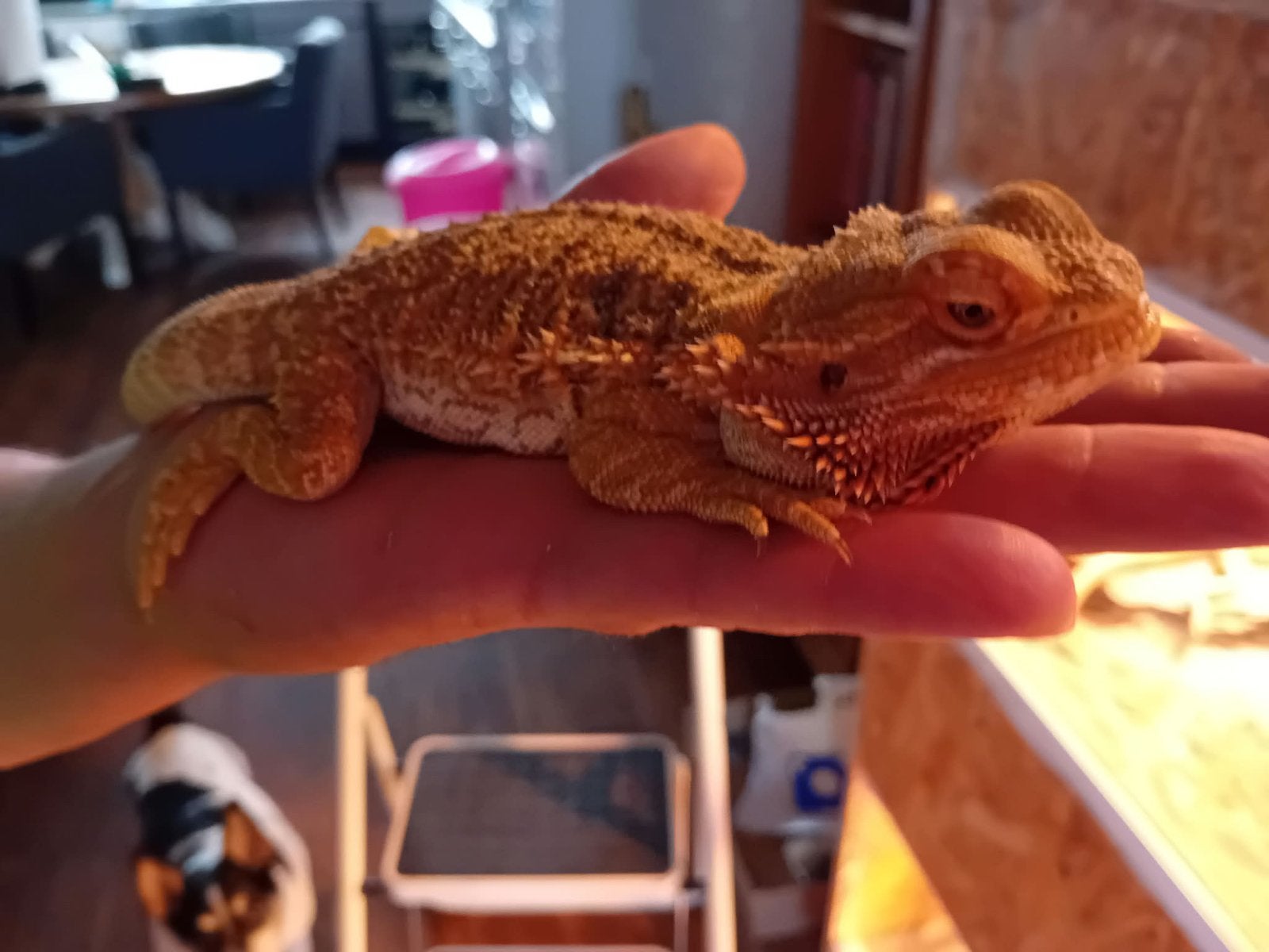 Lieve baardagaam Bearded Dragon - unknown for sale from Jan staal