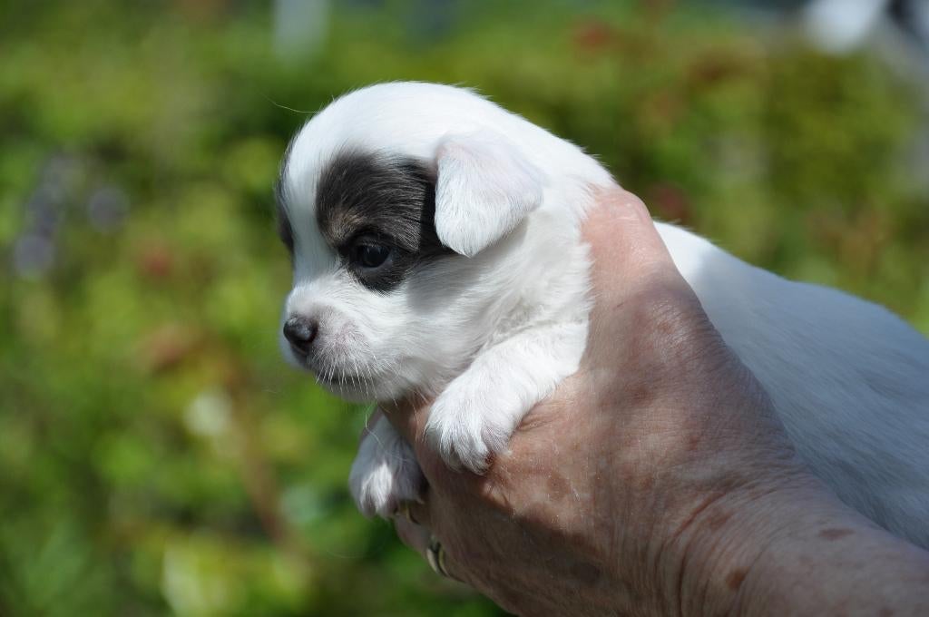 Chihuahua pup blue tan bont teefje, Parvo, 8 tot 15 weken, Teef, Eén hond