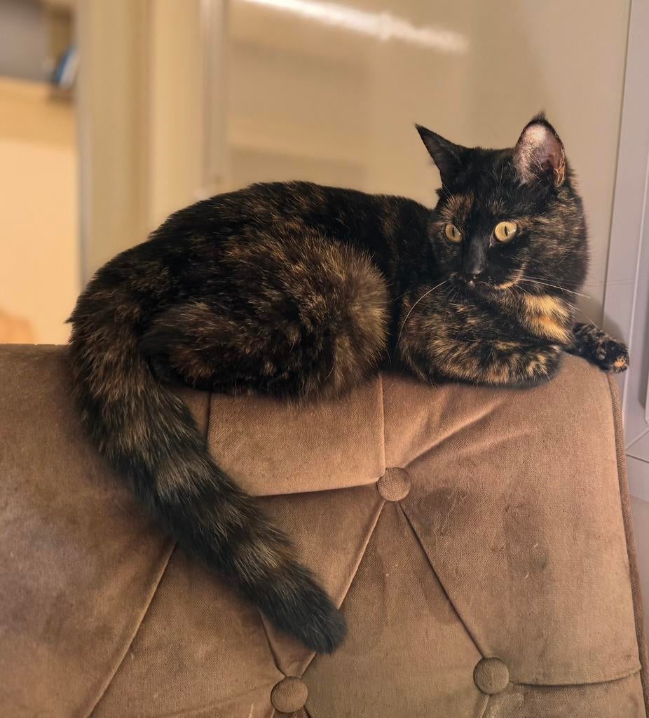 Lieve nono zoekt diamante huis, Poes