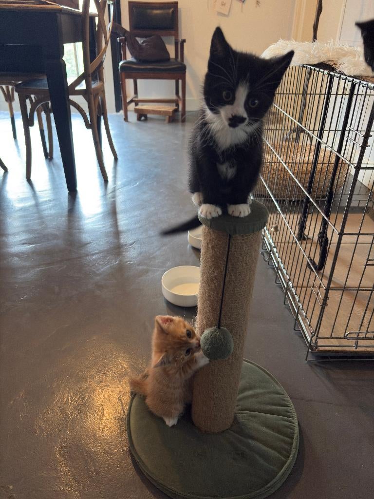 Te koop kitten (9 weken), Dieren en Toebehoren, Meerdere dieren, Ontwormd, 0 tot 2 jaar