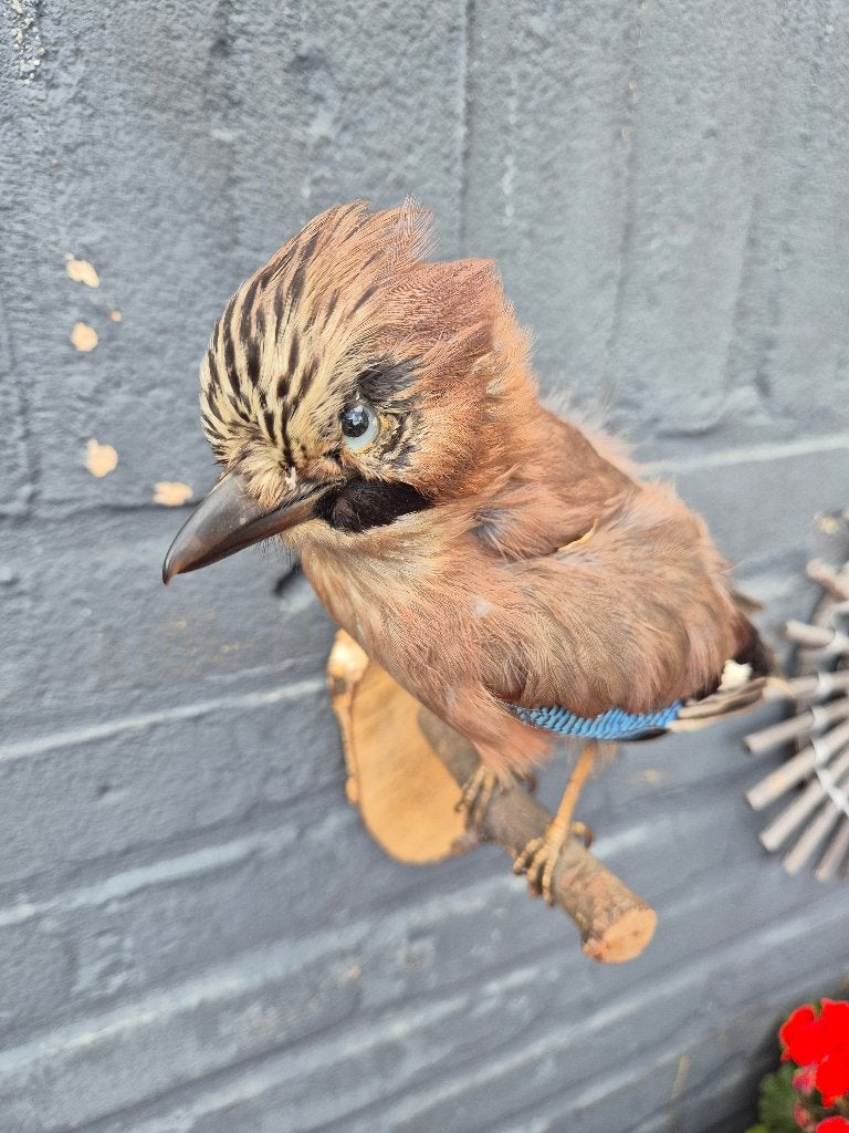 Opgezette Gaai - Prachtige Vogel Taxidermie, Verzamelen, Ophalen of Verzenden, Zo goed als nieuw, Vogel, Opgezet dier