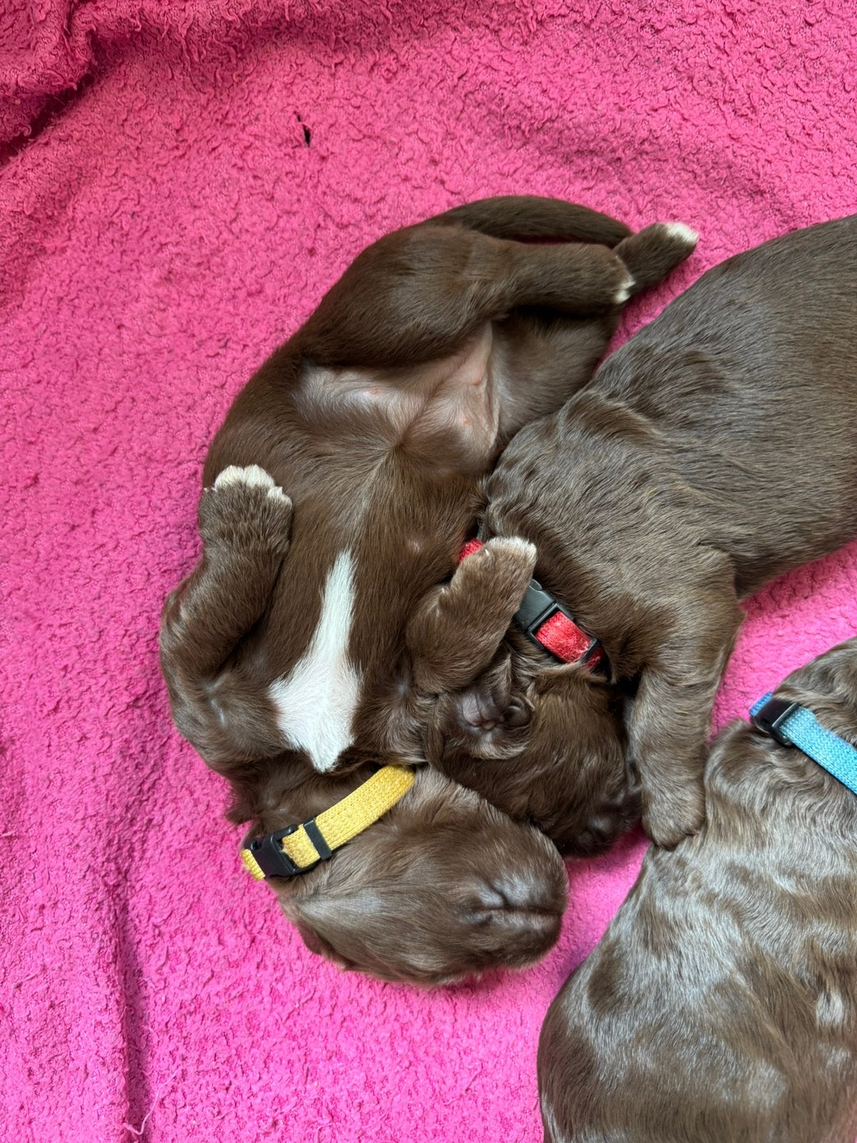 Multigen, medium chocolade bruine labradoodle pups, Dieren en Toebehoren, Honden | Retrievers, Spaniëls en Waterhonden, Parvo