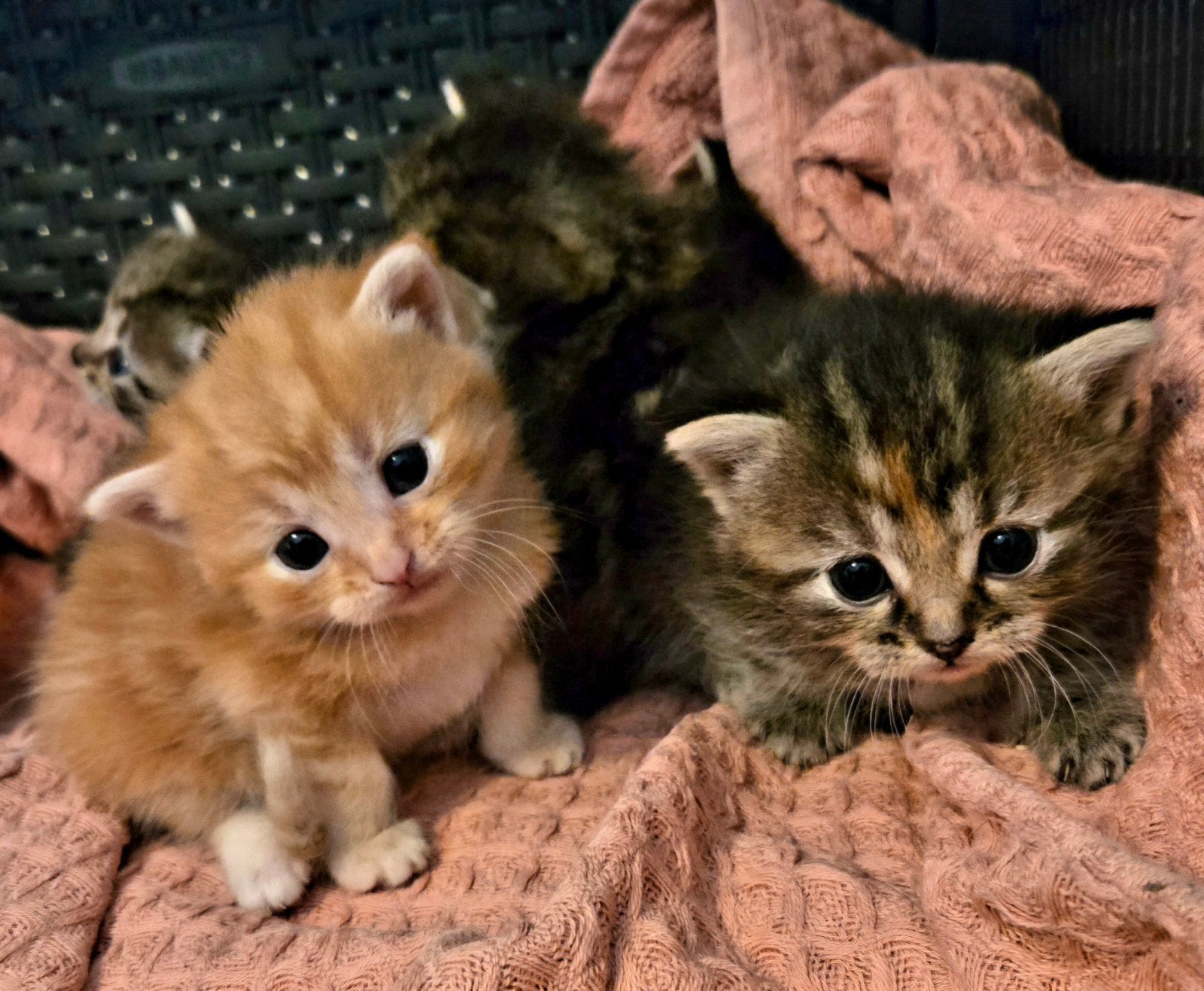 prachtige half perzische pers kittens, Meerdere dieren, Ontwormd, 0 tot 2 jaar