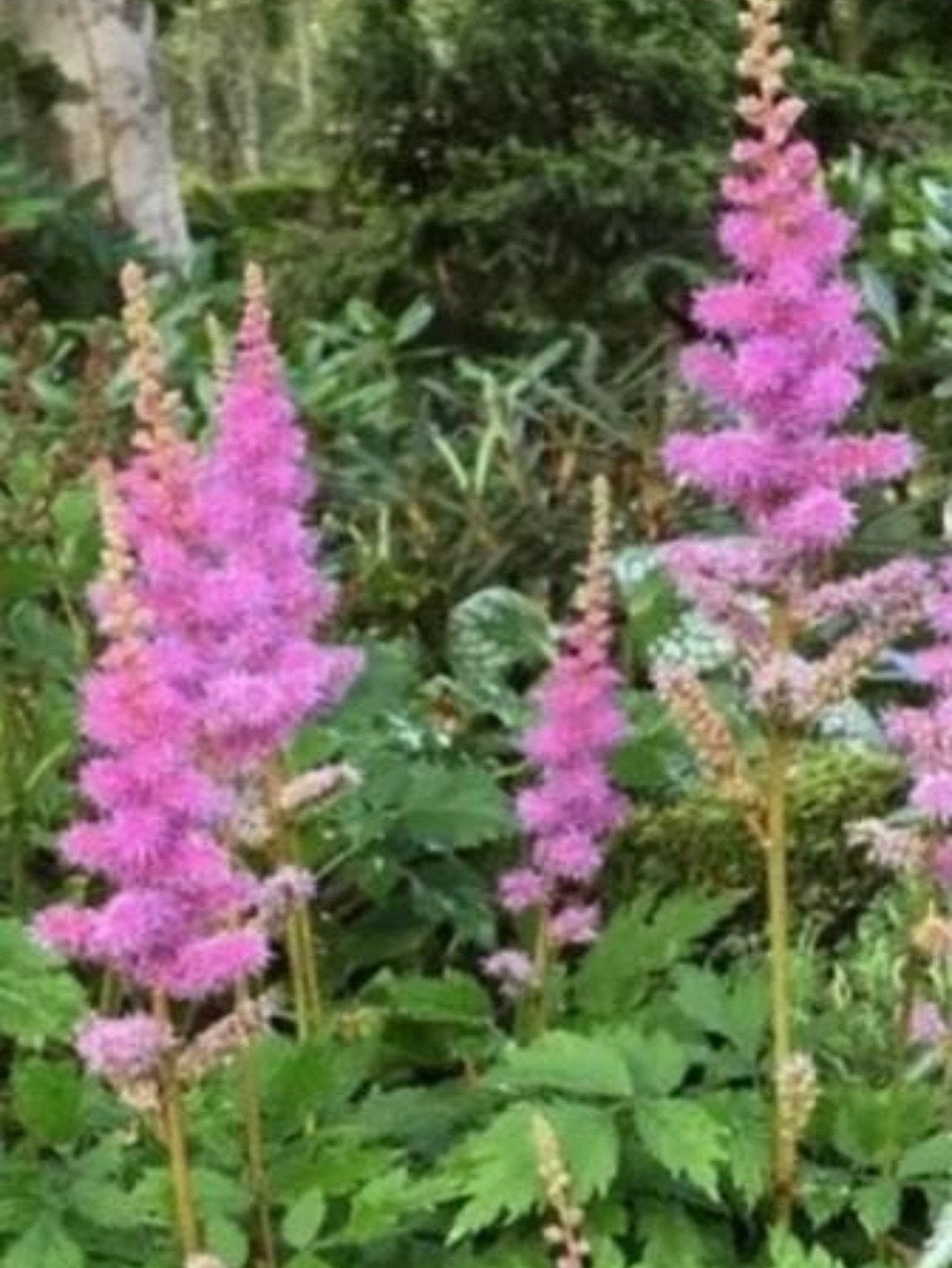 Astilbe pumila P9 - Dwergpluimspirea voor schaduwtuin, Overige soorten, Vaste plant, Ophalen of Verzenden, Halfschaduw