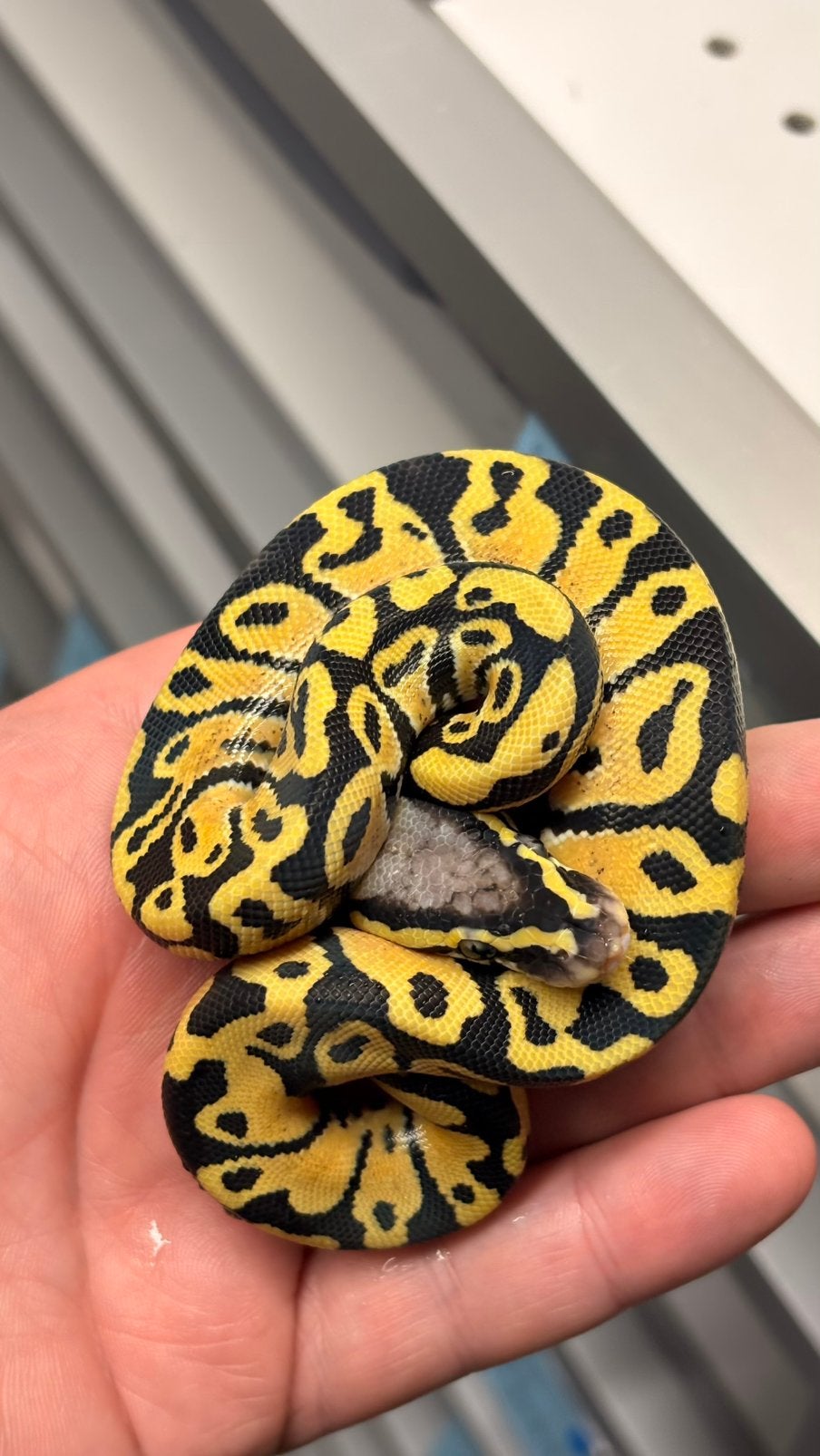Ball python desert ghost Ball Python - unknown for sale from KAS
