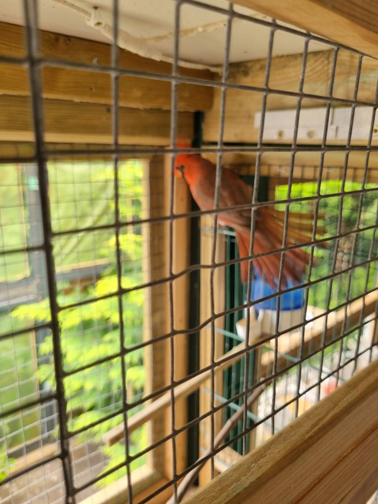 Rode kardinaal bewezen man, Dieren en Toebehoren, Vogels | Kanaries, Mannelijk