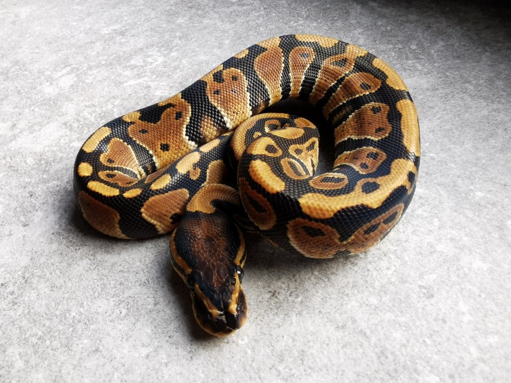 0.1 Koningspython (het Clown) Ball Python - male for sale from Philipse
