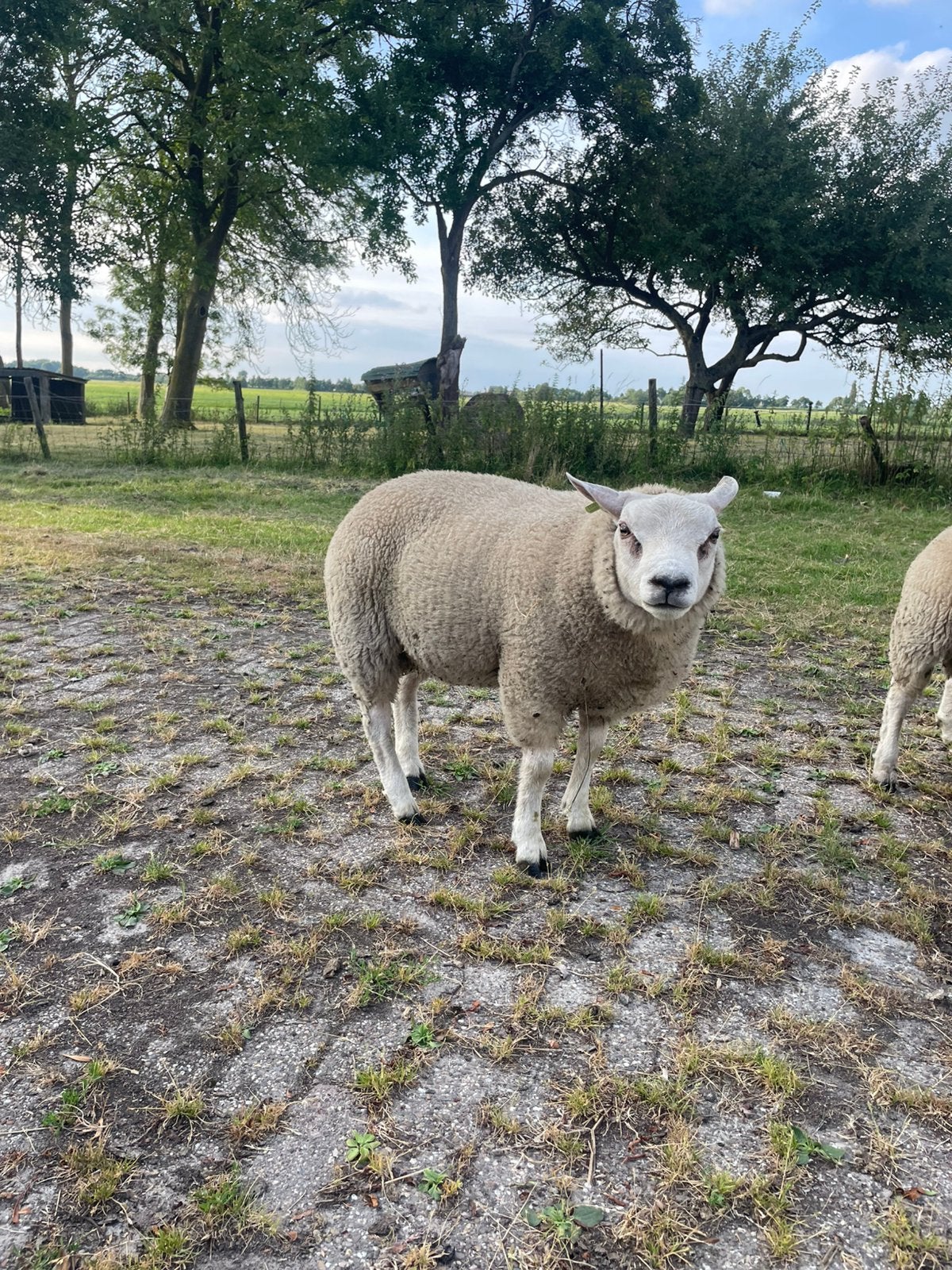 2 ram lammeren te koop, Mannelijk, Schaap