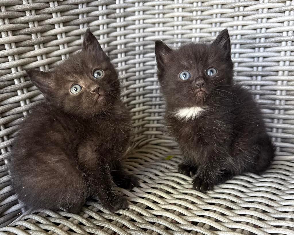 Europese korthaar x Noorse Boskat x Ragdoll kittens, Dieren en Toebehoren, Katten en Kittens | Overige Katten, Meerdere dieren