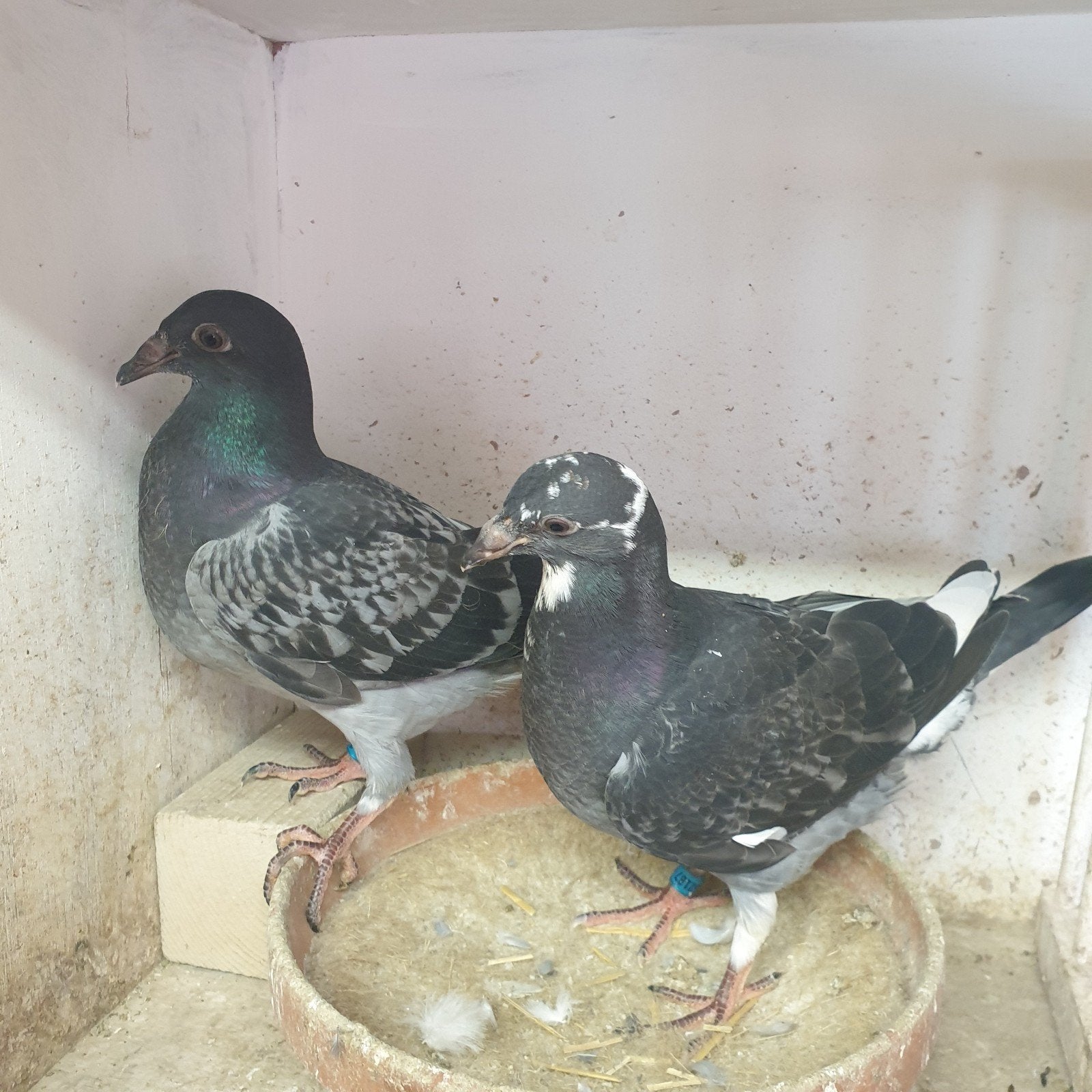 POSTDUIVEN  TWEE PRACHTIGE * KITTEL JONGEN *, Dieren en Toebehoren, Vogels | Duiven, Postduif, Meerdere dieren