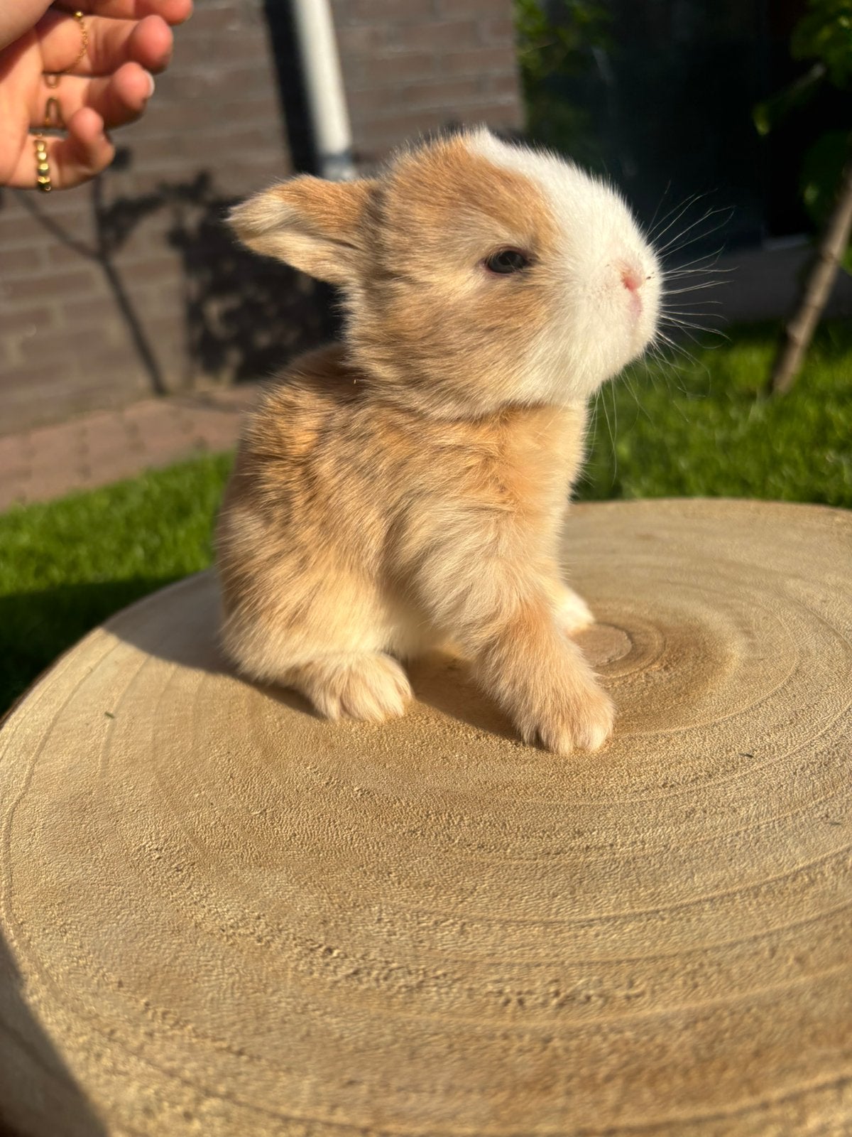 Minilop baby konijntje 🩷, Dieren en Toebehoren, Konijnen, Klein, Vrouwelijk, 0 tot 2 jaar, Hangoor
