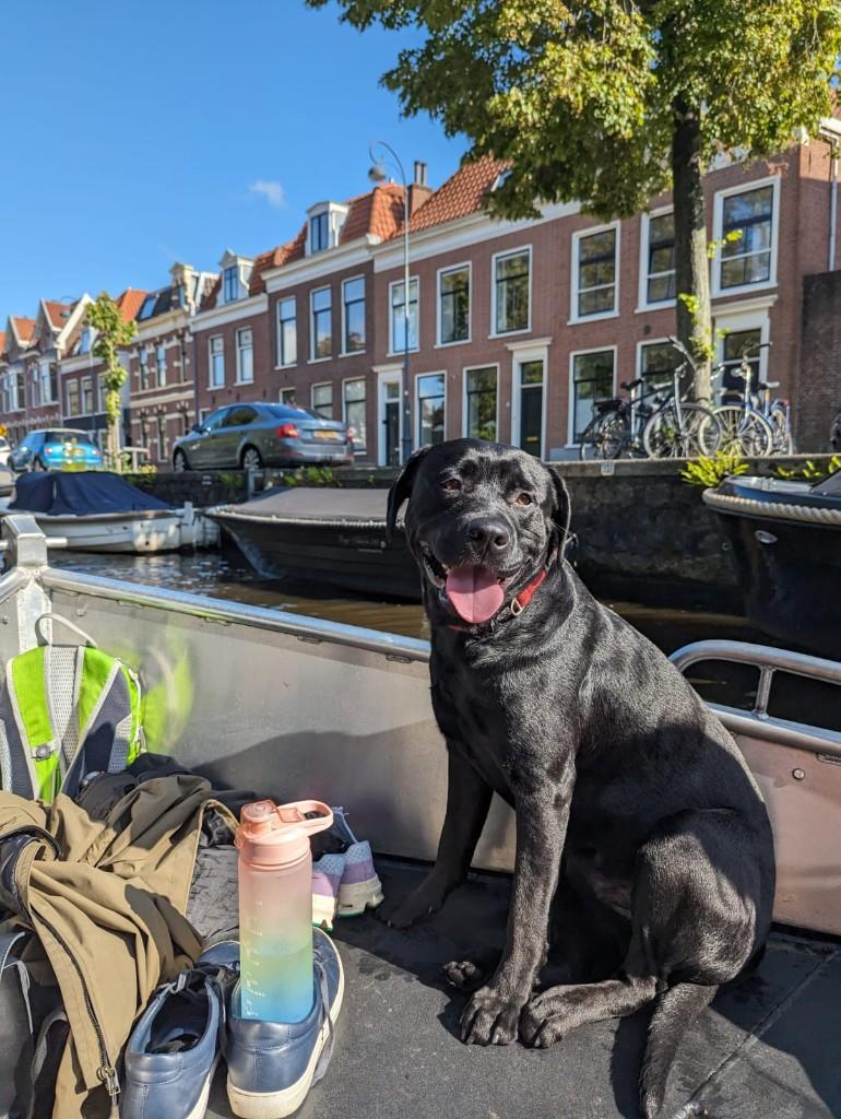 Loving and loyal 5 year old Lab/ Pitbull mix, Reu, Eén hond, 3 tot 5 jaar, Nederland