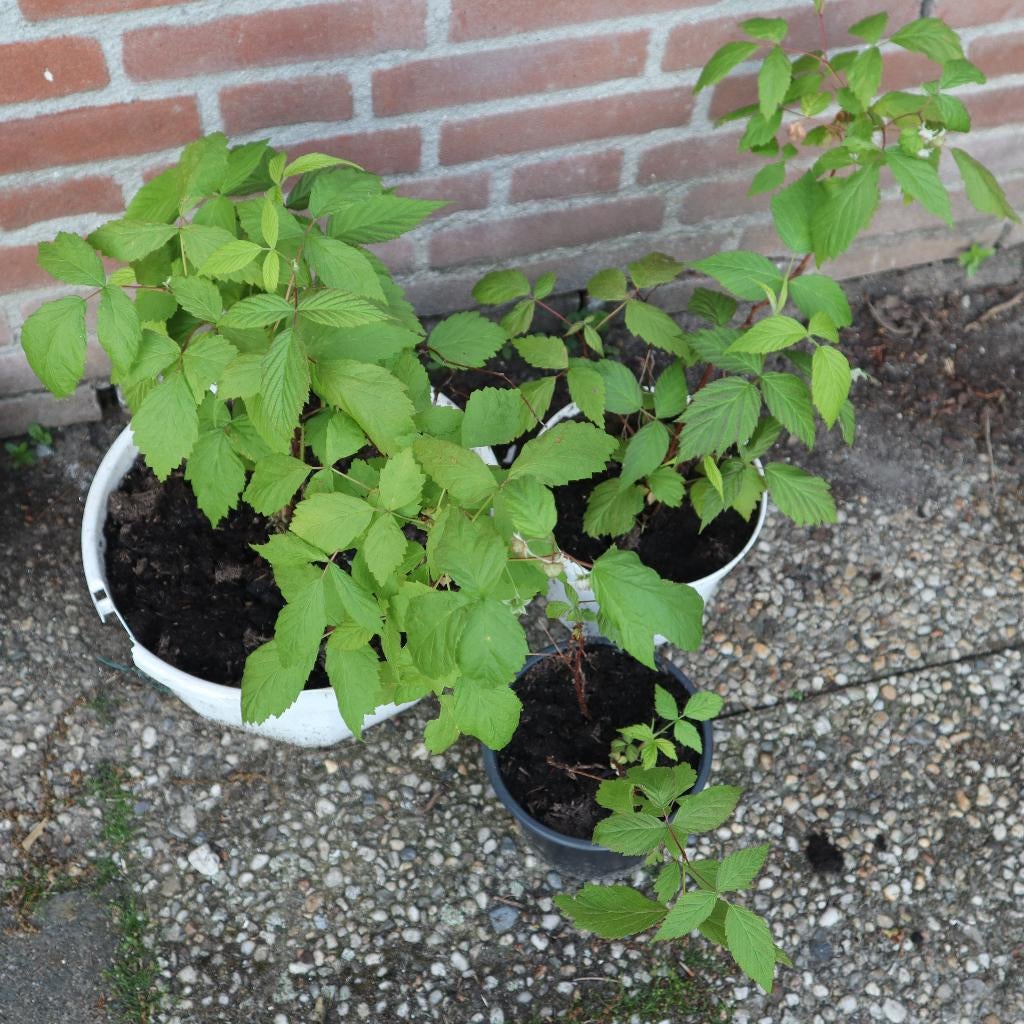 3 Frambozenstruiken vanaf €1,00, Ophalen, Minder dan 100 cm, Overige soorten, Lente