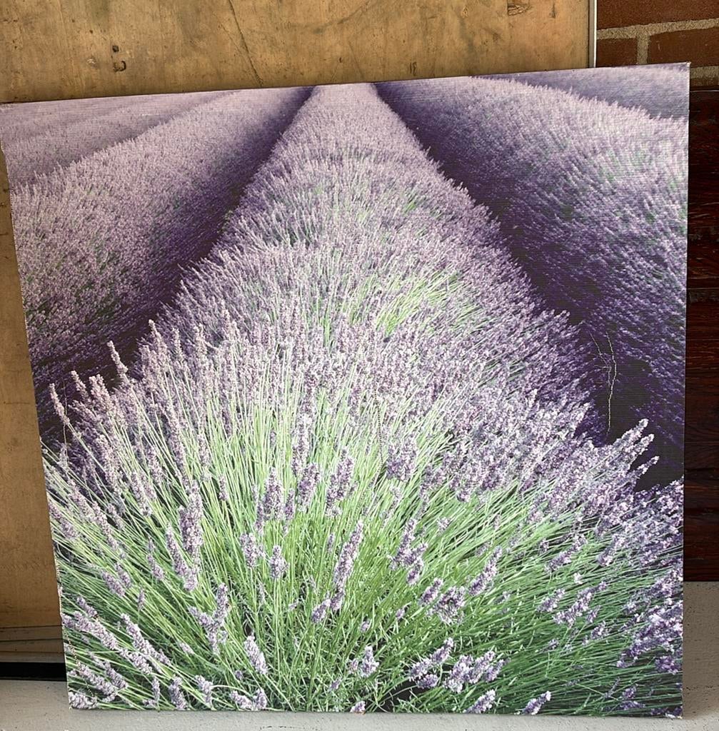 Canvasdoek lavendel weiland, Ophalen of Verzenden