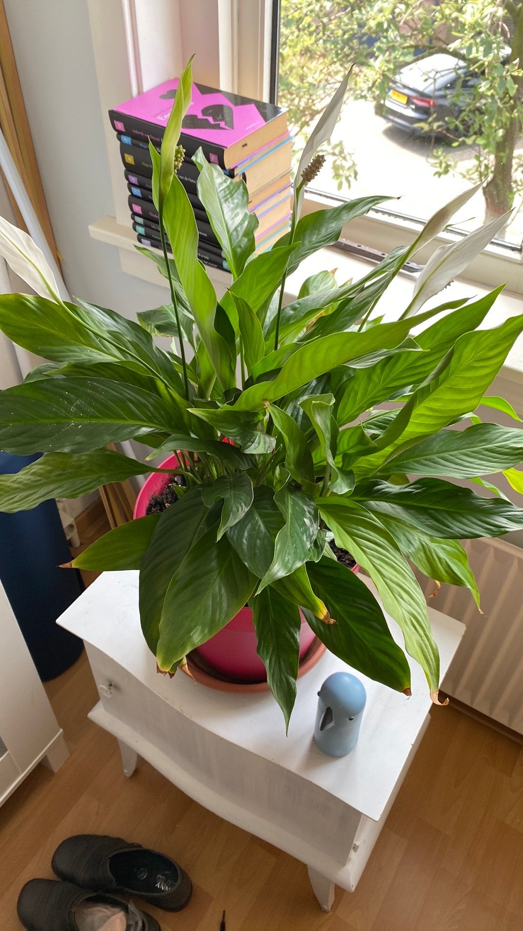 Kamerplant, Spathiphyllum,lepel plant., Huis en Inrichting, Kamerplanten, Ophalen, Overige soorten, Halfschaduw, In pot