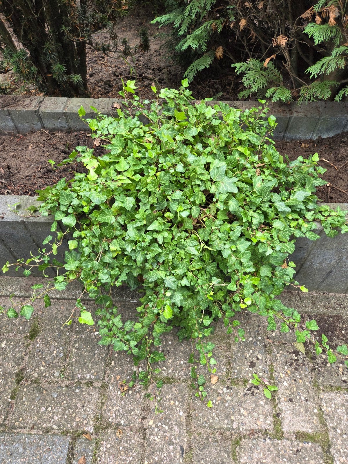 Klimop (Hedera helix) - Wintergroene klimplant, Ophalen, Vaste plant, Bloeit niet, Halfschaduw