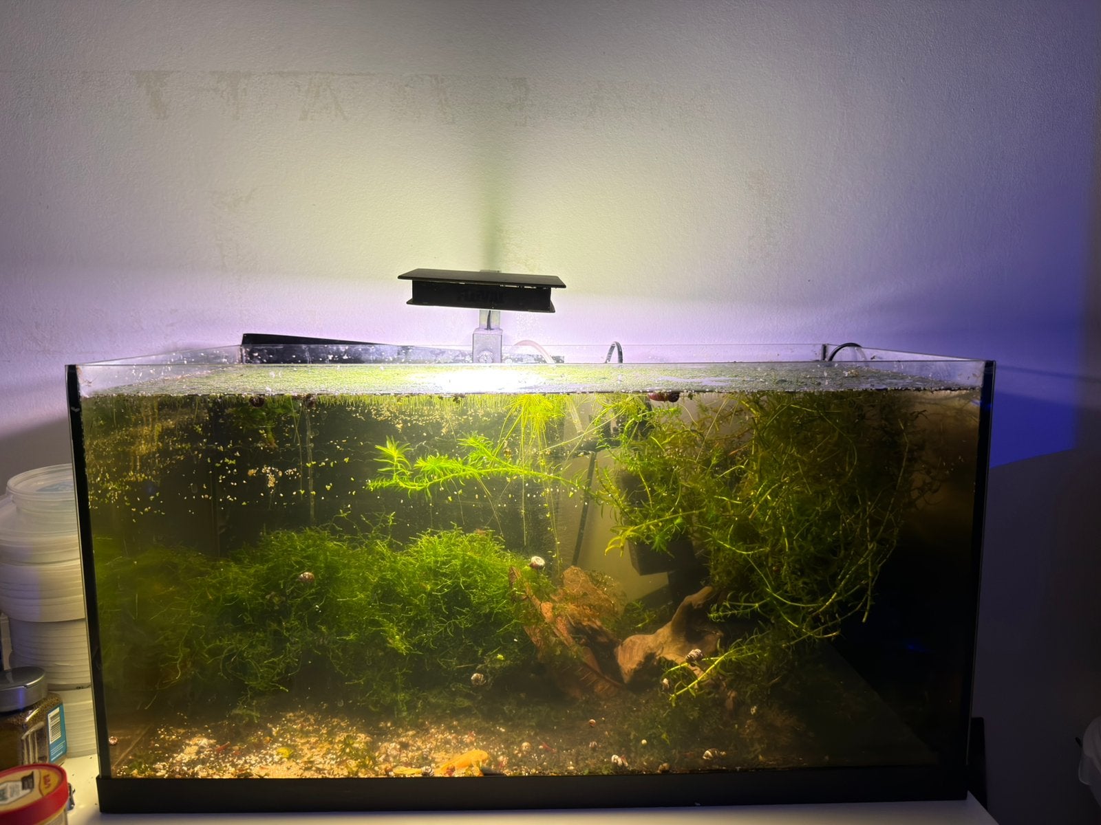 Aquarium met 70-90 red cherry shrimp/garnalen, Inclusief vissen, Dennerle, Ophalen of Verzenden, Gevuld zoetwateraquarium