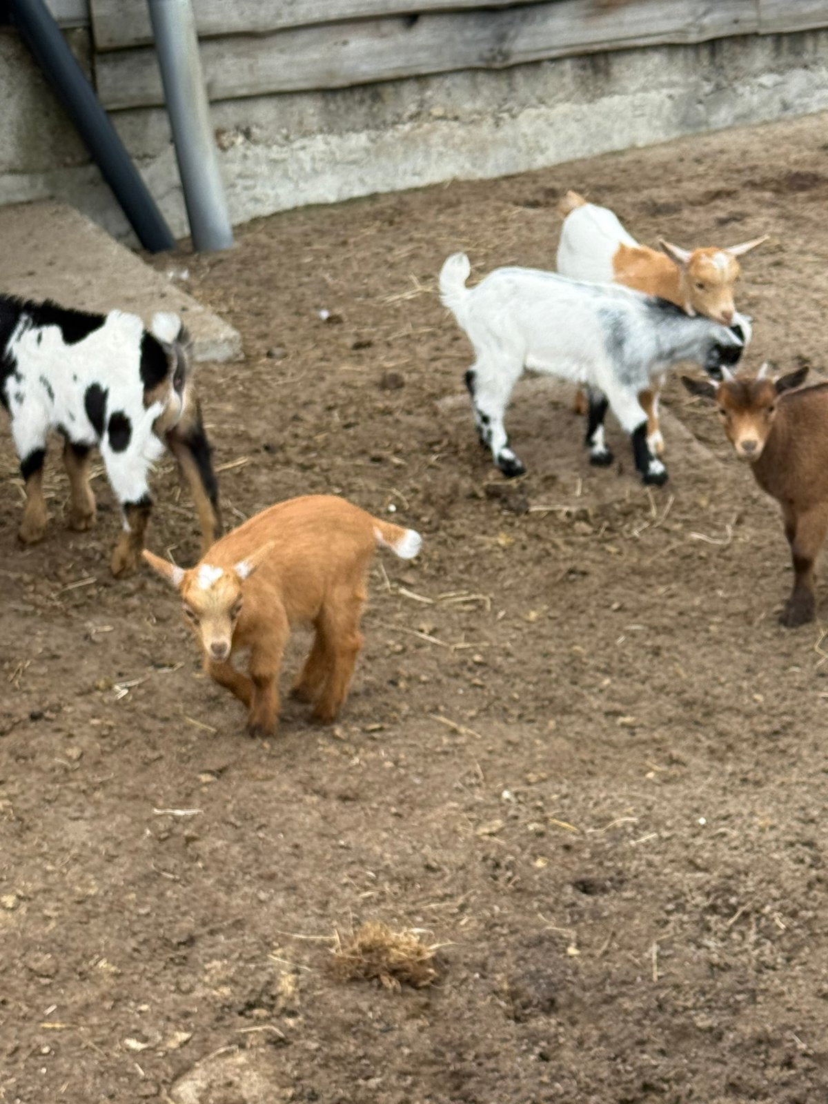 Diverse geitjes te koop, Dieren en Toebehoren, Schapen, Geiten en Varkens, Vrouwelijk, Geit