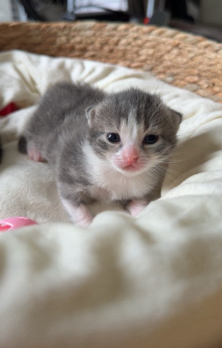 Kittens, Geslacht onbekend