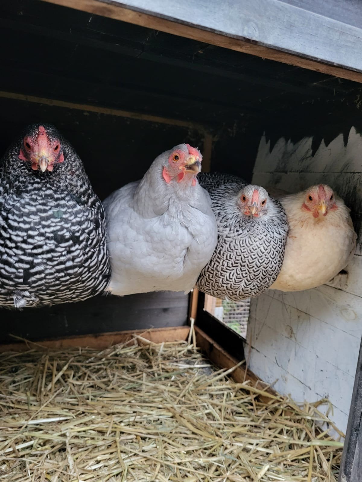 Kippenhok met 4 krielkippen, Dieren en Toebehoren, Pluimvee, Vrouwelijk, Kip