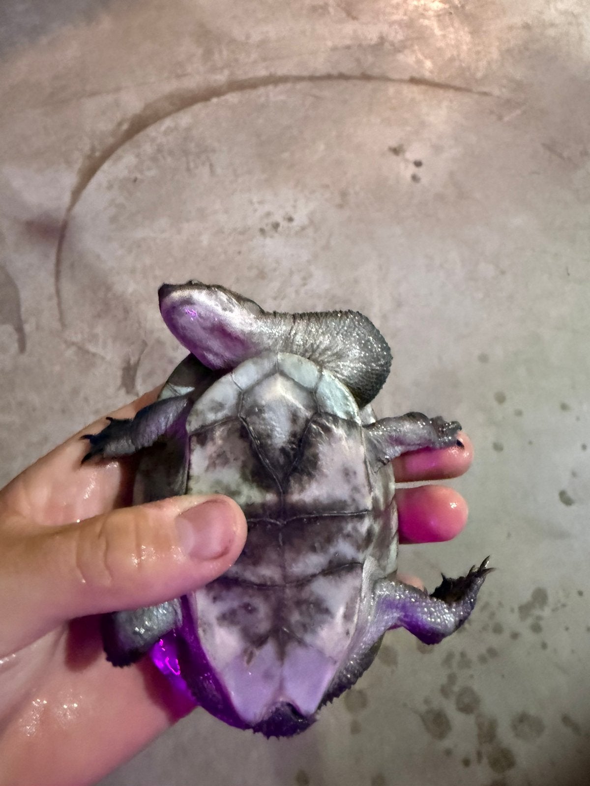 Slangenhals Schildpadden te koop, Dieren en Toebehoren, Reptielen en Amfibieën, Schildpad, 0 tot 2 jaar