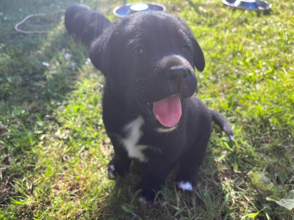 Labrador kruisingen Puppy’s, 8 tot 15 weken, Groot, Meerdere, Meerdere dieren
