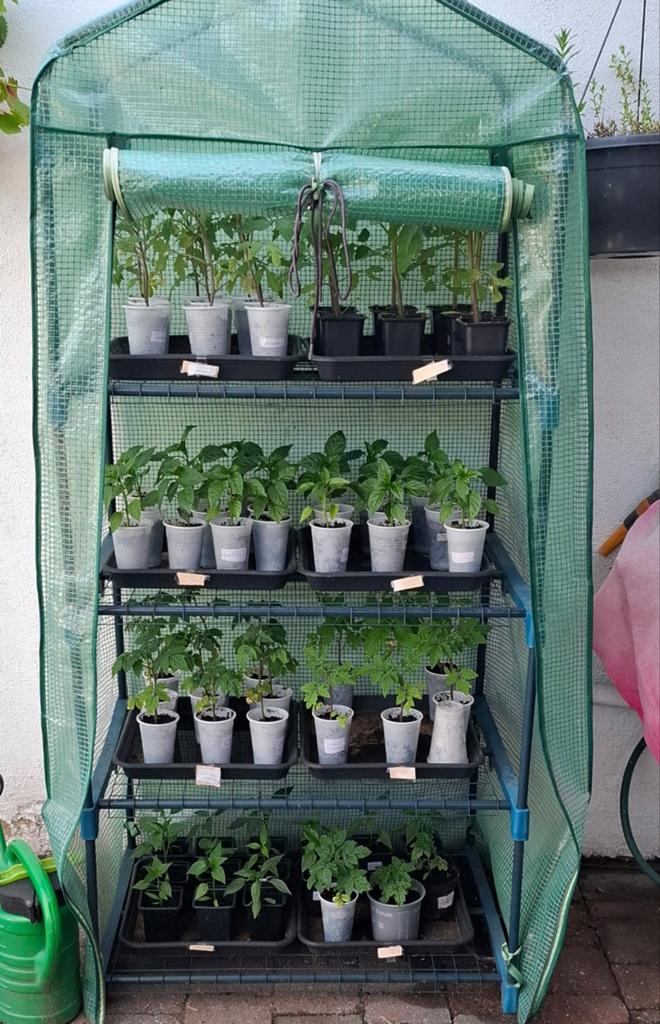 Planten, Ophalen, Eenjarig, Groenteplanten, Volle zon