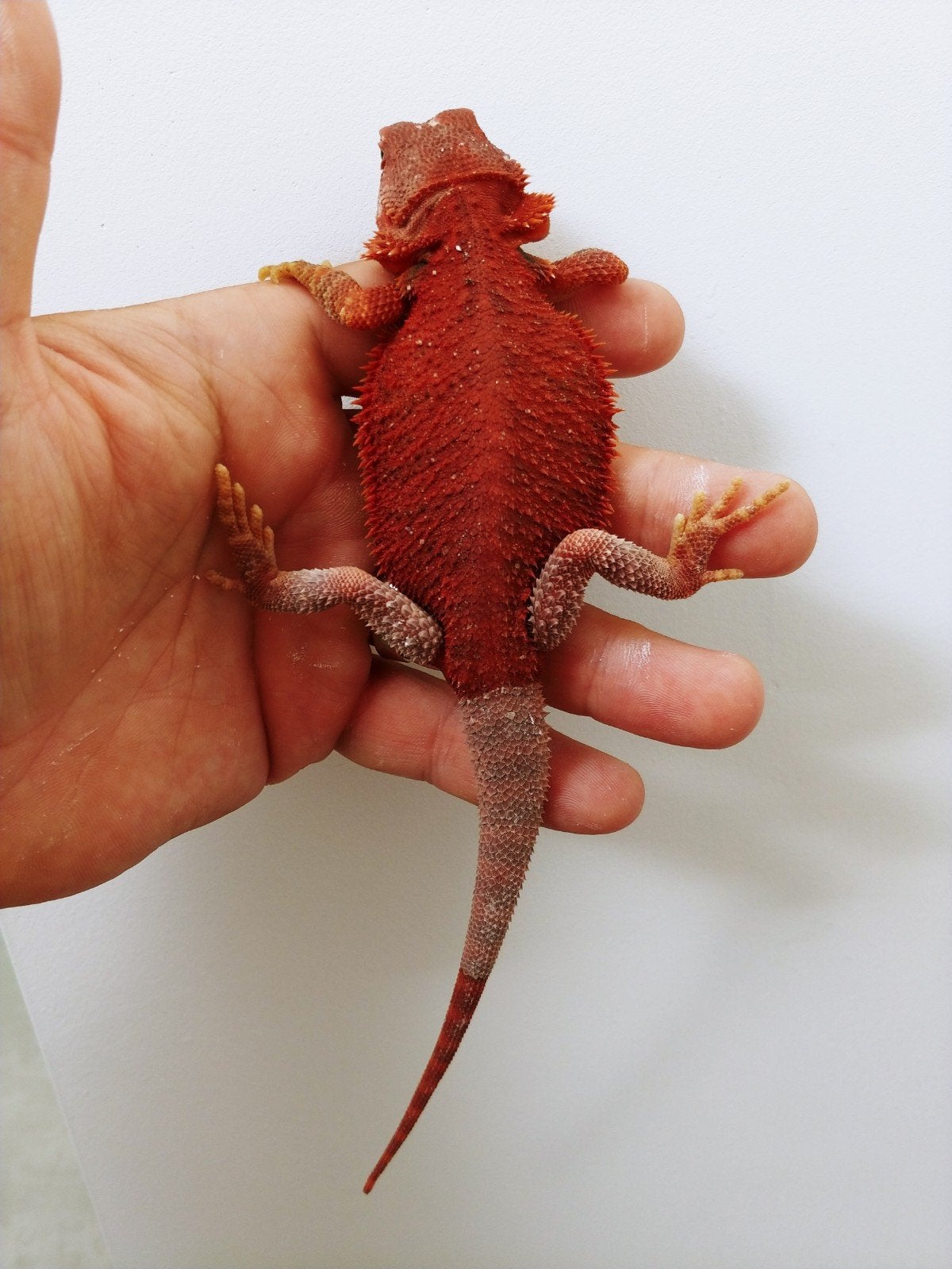 pogona vitticeps RM hypotrans / hypo zero poss. het witblits, Dieren en Toebehoren, Hagedis, 0 tot 2 jaar