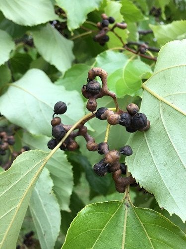 Japanse Rozijnenboom (Hovenia dulcis) 200 cm – Uniek, Ophalen of Verzenden, 100 tot 250 cm, Overige soorten, Zomer