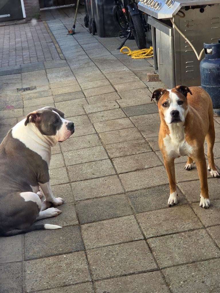 Stafford mix(reu) en bully (teefje), Dieren en Toebehoren, Honden | Bulldogs, Pinschers en Molossers, Overige rassen, Meerdere