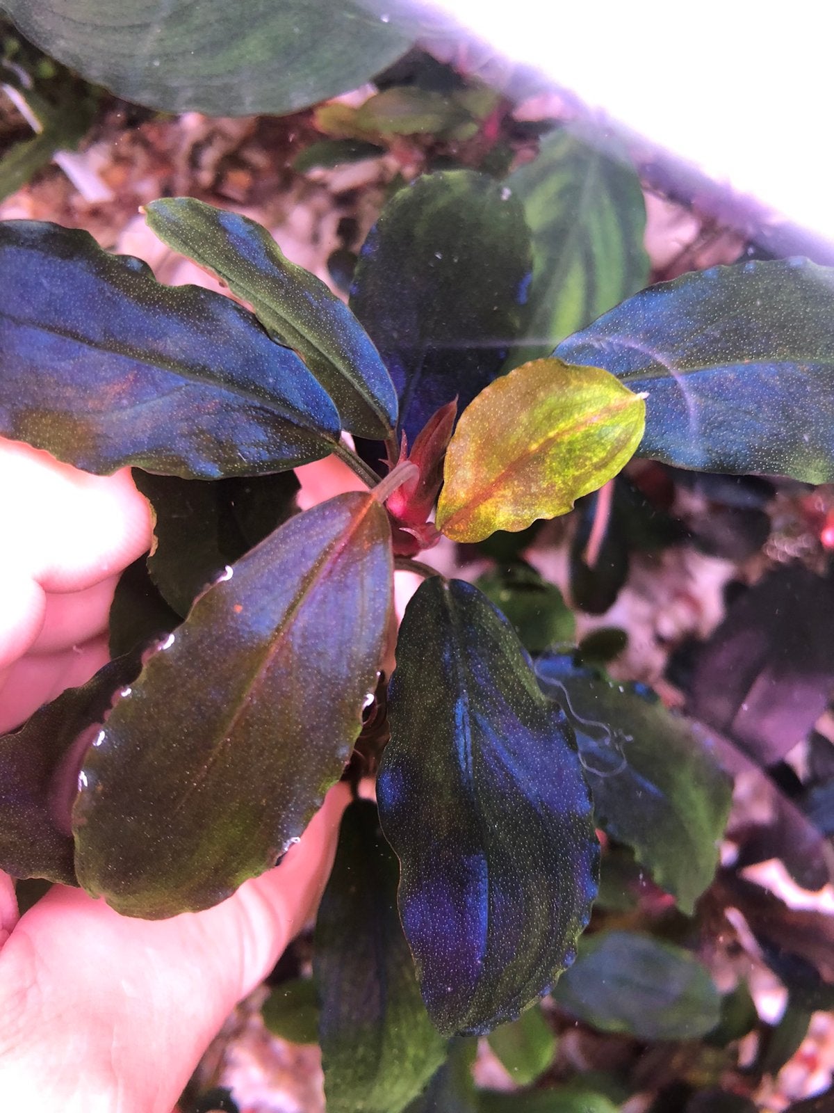 Bucephalandra Aurora, Ophalen of Verzenden, Plant(en), Steen of Hout