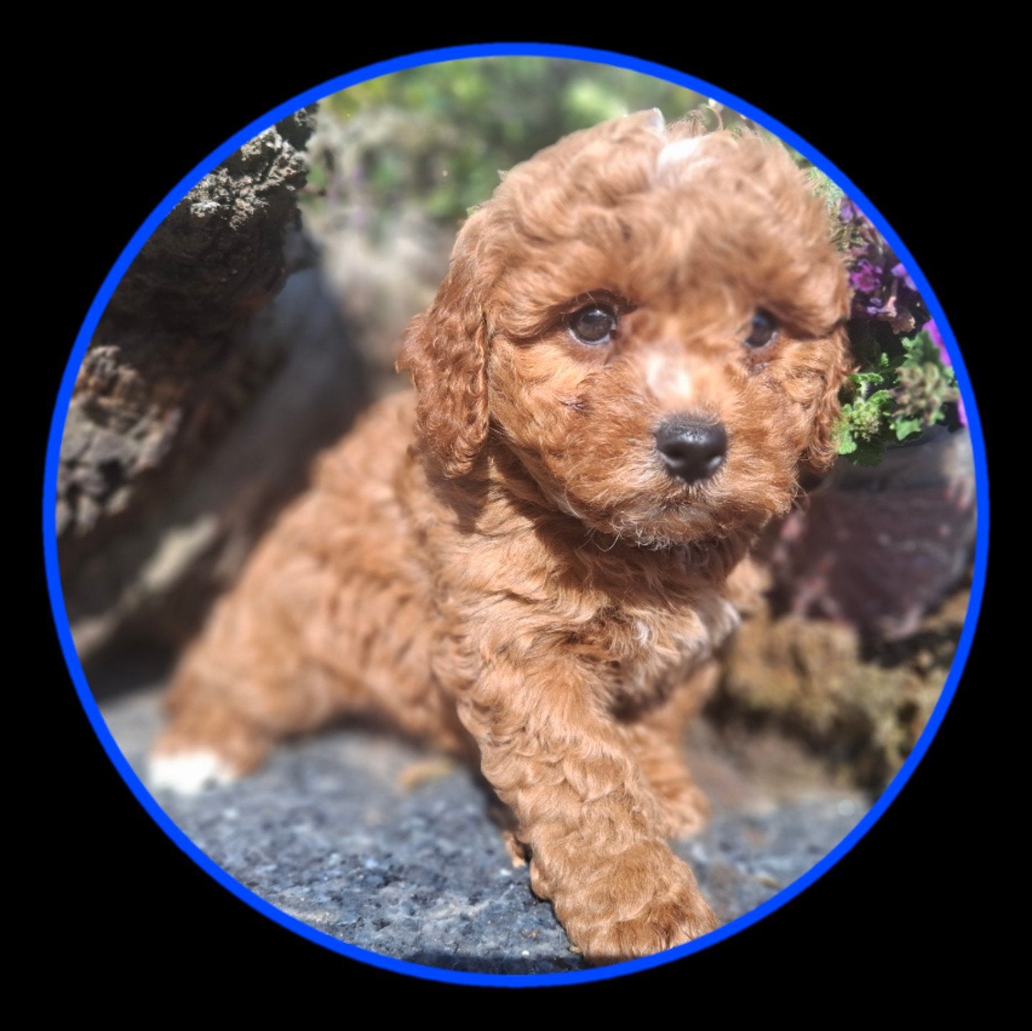 te koop mooie maltipoo pups pup, Nederland, Parvo, 8 tot 15 weken, Meerdere