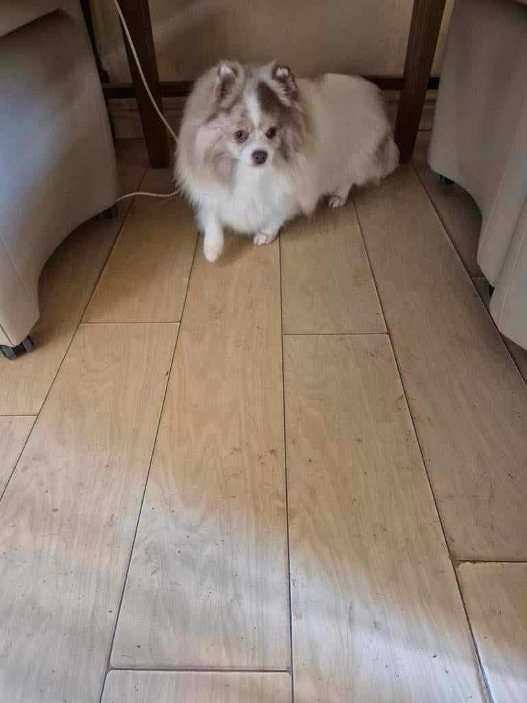 Pommeriaan teefje lilac merle, Teef, Eén hond, Chihuahua, 3 tot 5 jaar