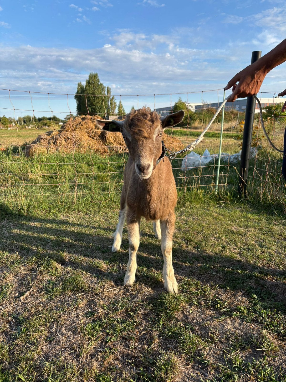 Jonge toggenburger bokken stamboek CAE/CL, Dieren en Toebehoren, Schapen, Geiten en Varkens, Mannelijk, Geit