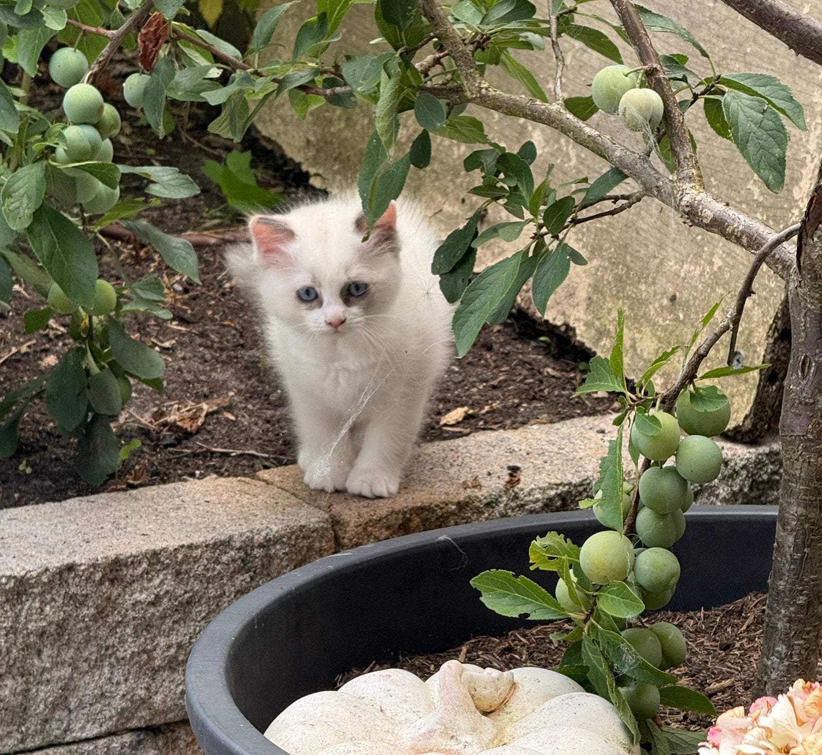 Nog 2 prachtige Ragdoll kittens met stamboom te koop, Dieren en Toebehoren, Katten en Kittens | Raskatten | Langhaar, Meerdere dieren