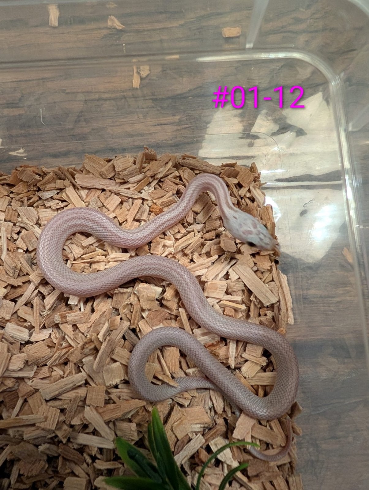 Div jonge rattenslangen in verschillende kleuren en patronen Rat Snake photo 22