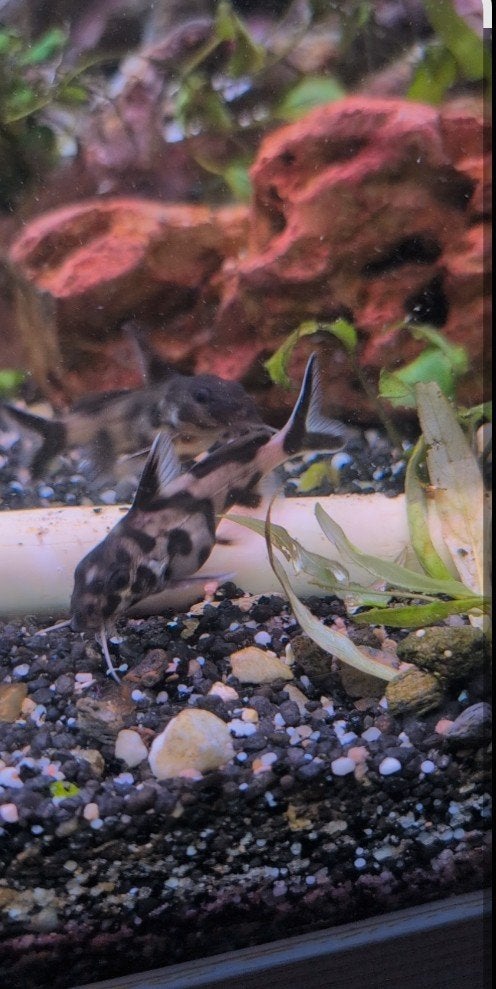 4* Synodontis petricola
Gezond en actief., Vis